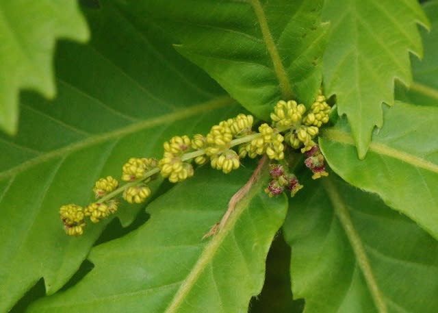 東日本の森の代表ミズナラ - 井伊影男の植物観察