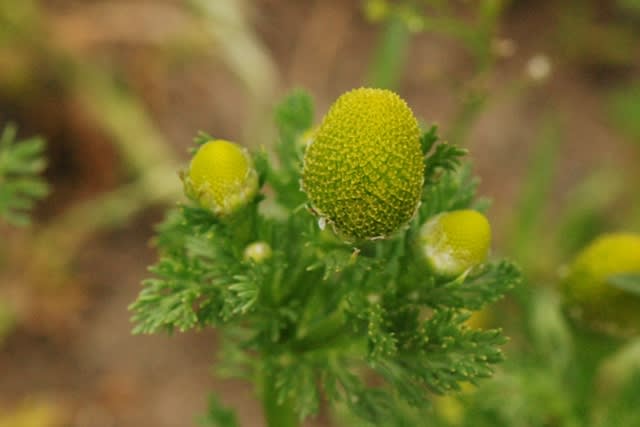 花床が円錐状に盛り上がるコシカギク - 井伊影男の植物観察