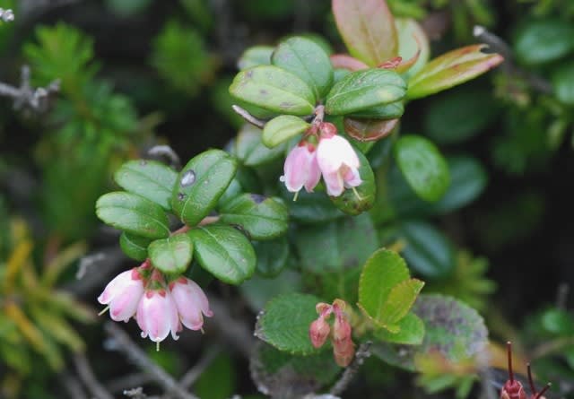 北海道の花・コケモモ - 井伊影男の植物観察