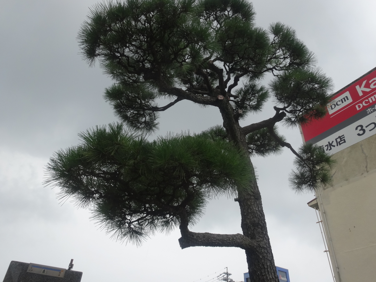 f:id:kaz-mt-wisteria:20190714132340j:plain f:id:kaz-mt-wisteria:20190714132340j:plain