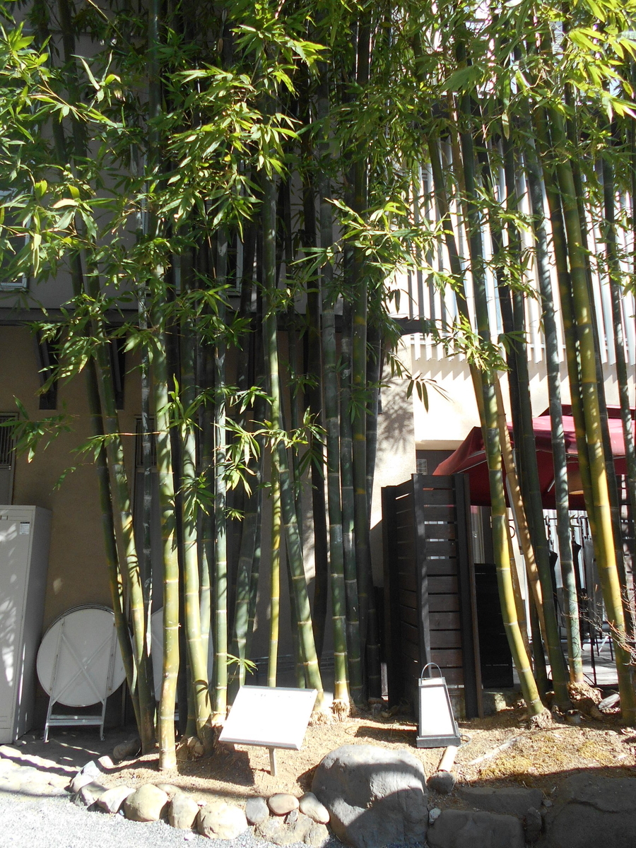 f:id:kaz-mt-wisteria:20200223142311j:plain f:id:kaz-mt-wisteria:20200223142311j:plain