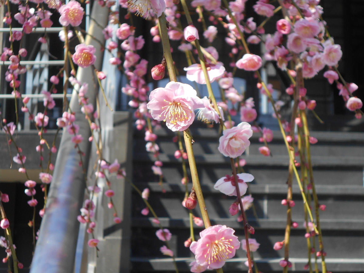 f:id:kaz-mt-wisteria:20200224124051j:plain f:id:kaz-mt-wisteria:20200224124051j:plain