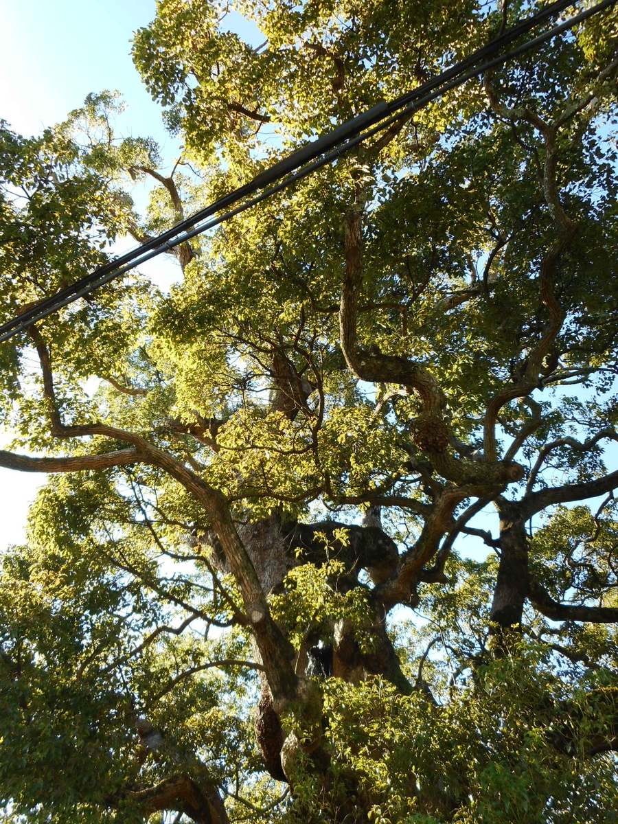 f:id:kaz-mt-wisteria:20201115002107j:plain f:id:kaz-mt-wisteria:20201115002107j:plain