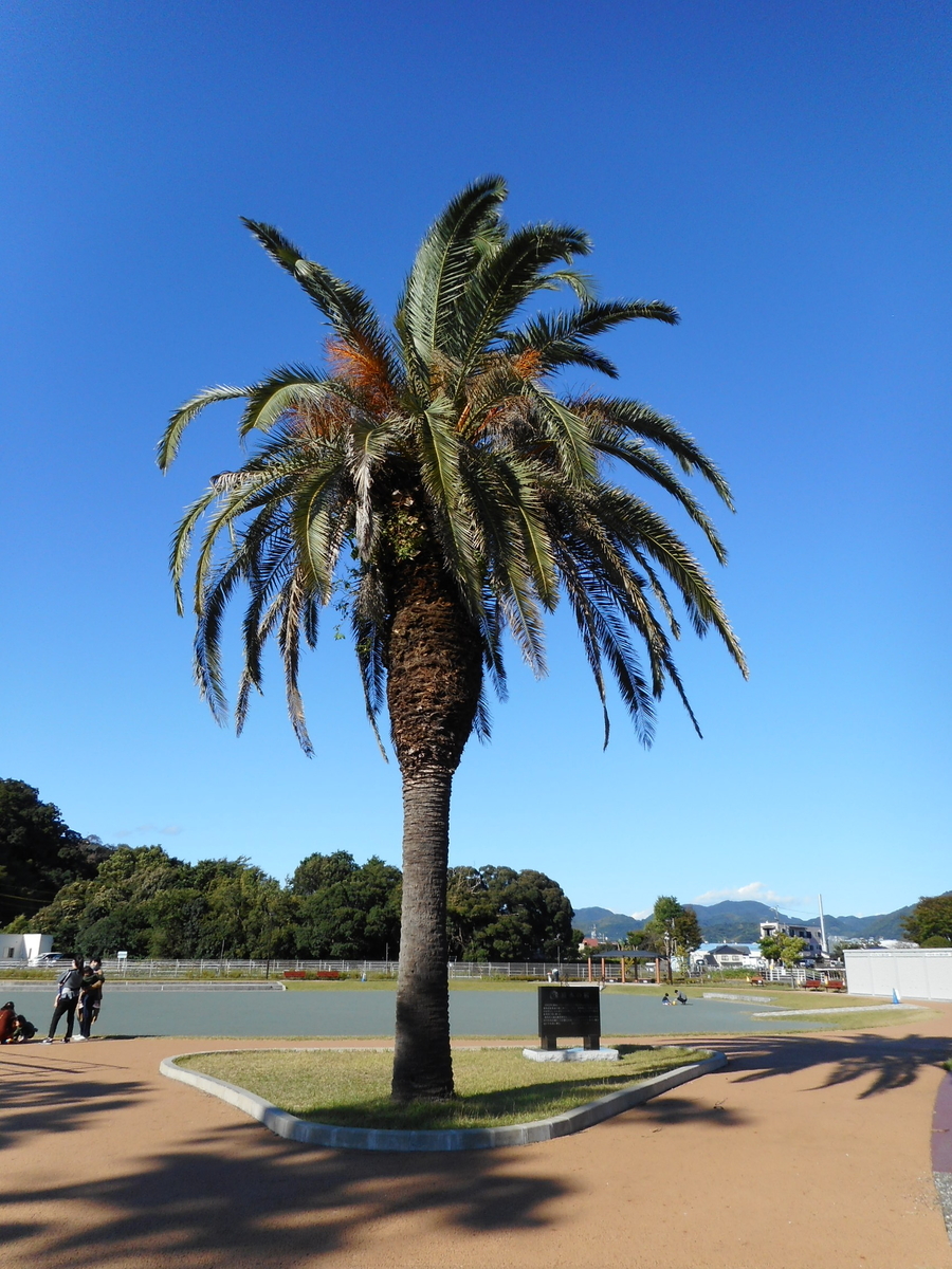 f:id:kaz-mt-wisteria:20201115002835j:plain f:id:kaz-mt-wisteria:20201115002835j:plain