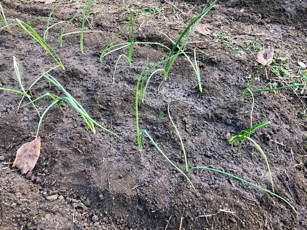 f:id:kaz-sasaki:20181202002822j:image