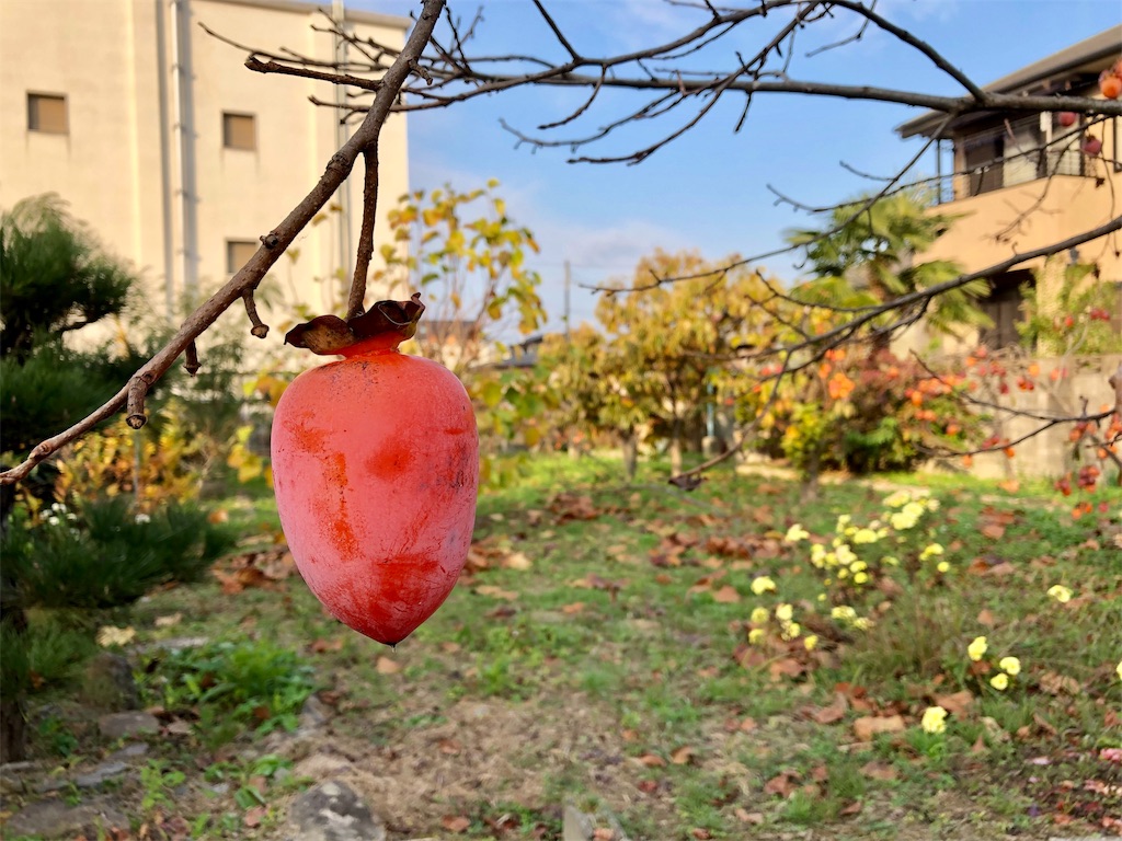 f:id:kaz-sasaki:20181202002909j:image