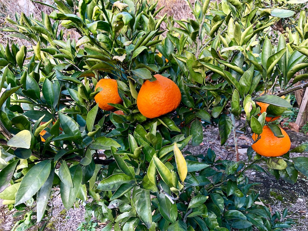 f:id:kaz-sasaki:20181202002958j:image