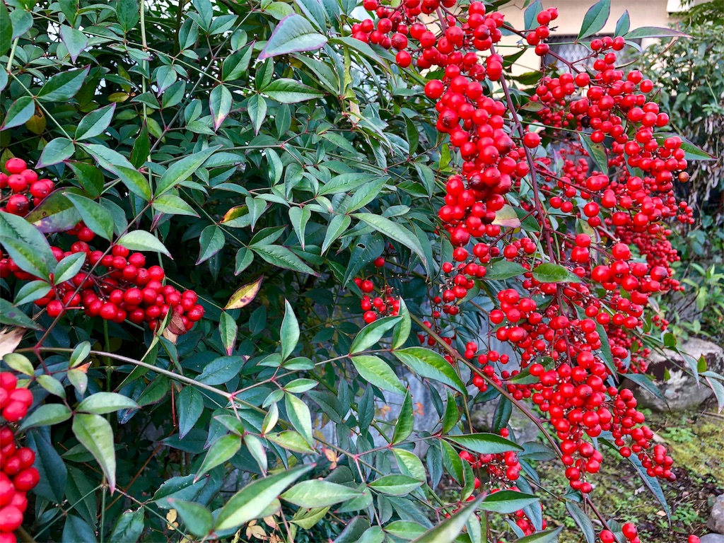 f:id:kaz-sasaki:20181202003217j:image