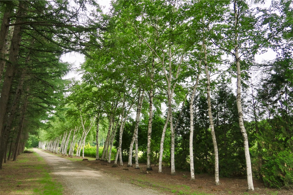 f:id:kaz-sasaki:20190718220505j:image f:id:kaz-sasaki:20190718220505j:image