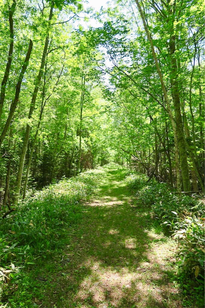 f:id:kaz-sasaki:20190720190051j:image