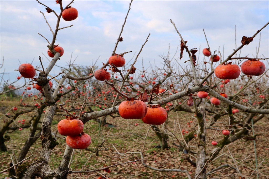 f:id:kaz-sasaki:20200130205928j:image