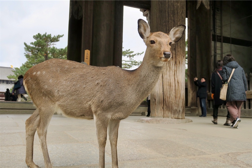 f:id:kaz-sasaki:20200213235727j:image