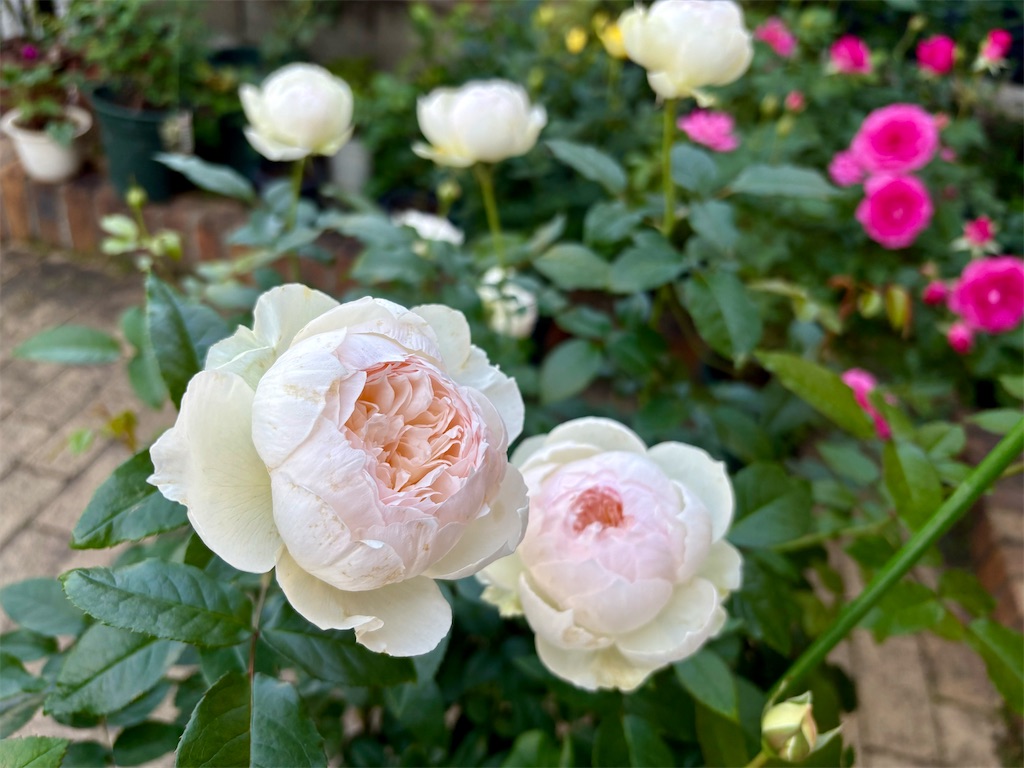 f:id:kaz-sasaki:20260101125647j:image