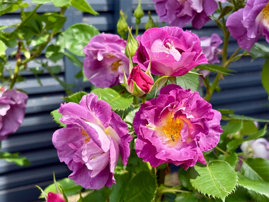 f:id:kaz-sasaki:20260429120718j:image