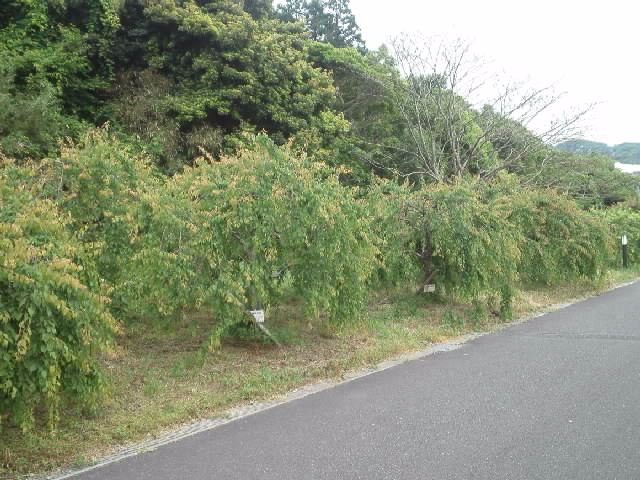 f:id:kaz0511:20210507120239j:plain