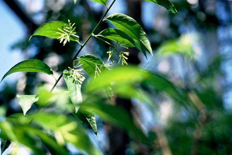 f:id:kaz_ataka:20080920233749j:image
