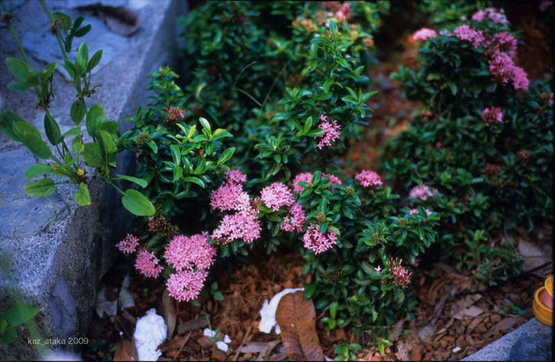 f:id:kaz_ataka:20090910080500j:image f:id:kaz_ataka:20090910080500j:image