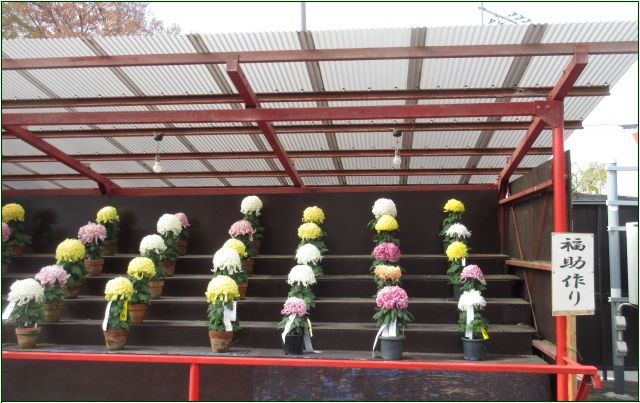 関東菊花大会 - 花はなのつづり箱