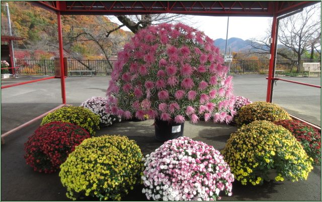 関東菊花大会 - 花はなのつづり箱