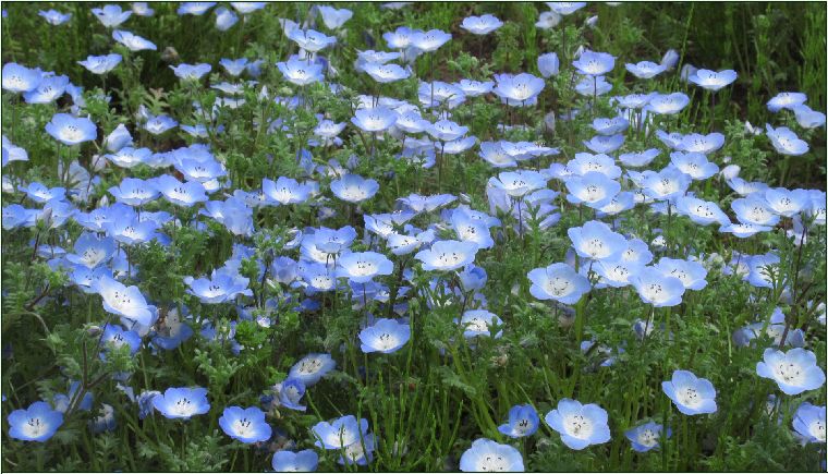 鼻高展望花の丘 - 花はなのつづり箱