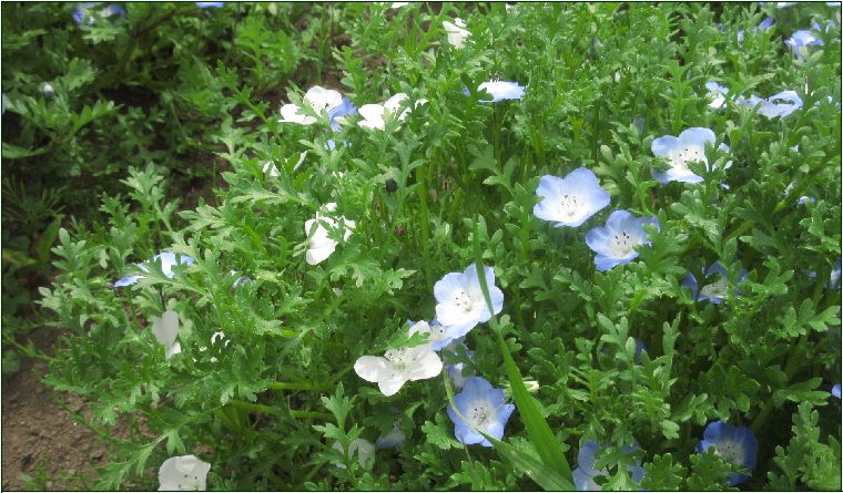 鼻高展望花の丘 - 花はなのつづり箱
