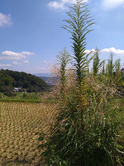 f:id:kazamakizuna:20231006093921j:image
