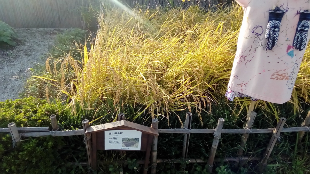 f:id:kazamori:20191105122725j:plain f:id:kazamori:20191105122725j:plain