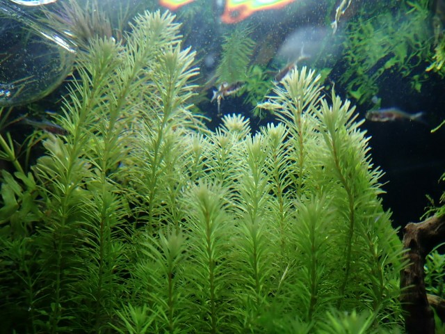 f:id:kazane66:20180828181405j:plain f:id:kazane66:20180828181405j:plain