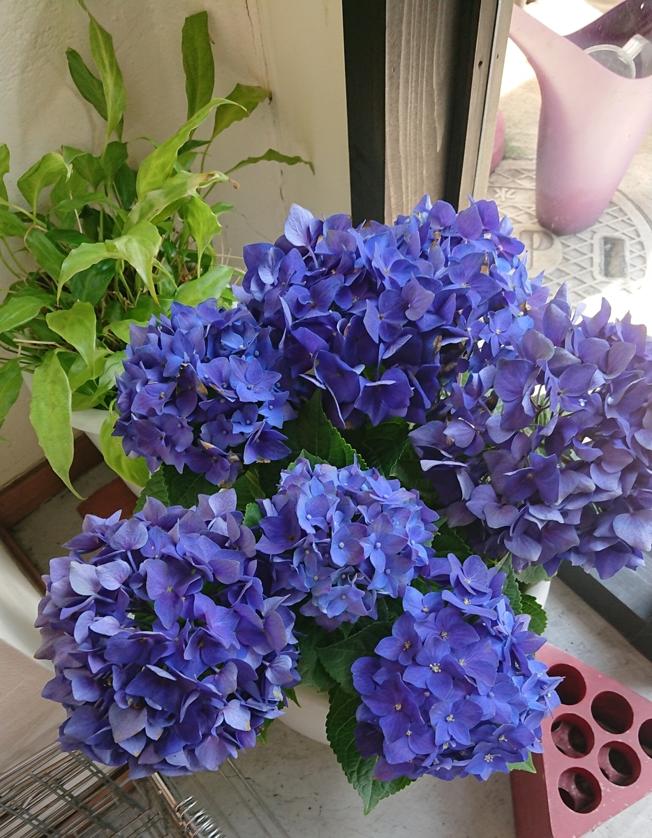 f:id:kazane_nagi:20210529082910j:plain