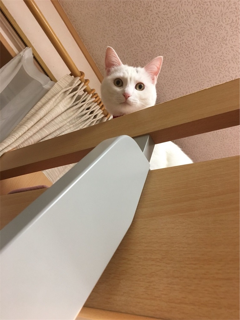 f:id:kazanehime:20180708143841j:image f:id:kazanehime:20180708143841j:image