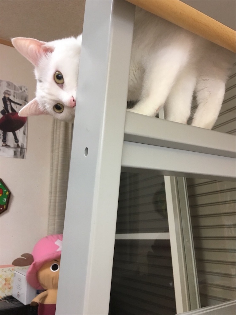 f:id:kazanehime:20180708143845j:image f:id:kazanehime:20180708143845j:image