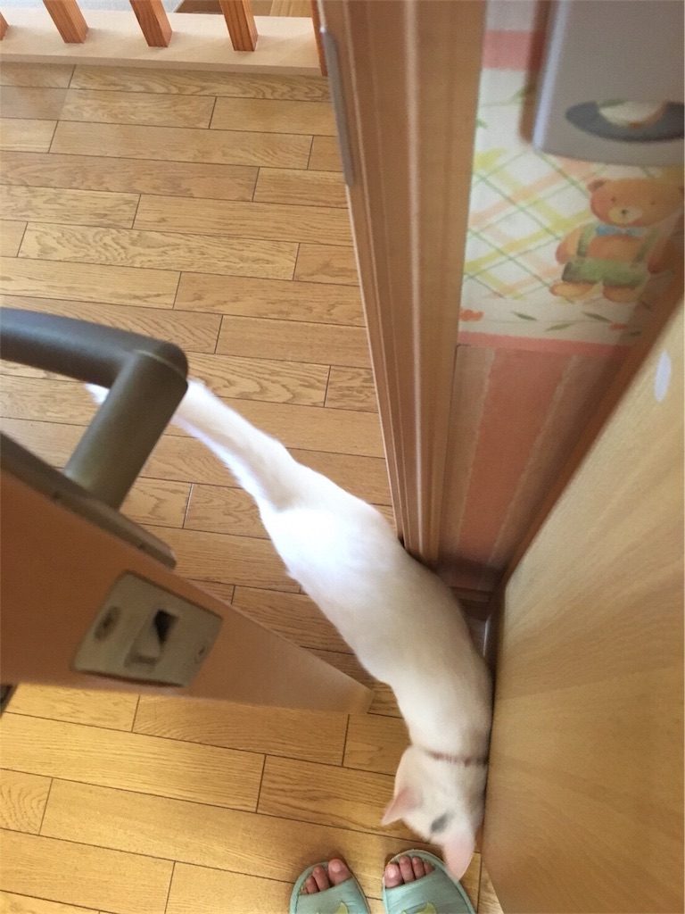 f:id:kazanehime:20180708143906j:image f:id:kazanehime:20180708143906j:image