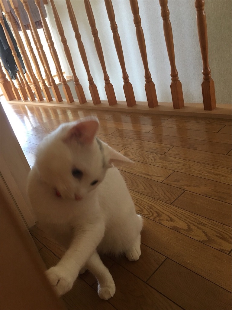 f:id:kazanehime:20180708143911j:image f:id:kazanehime:20180708143911j:image