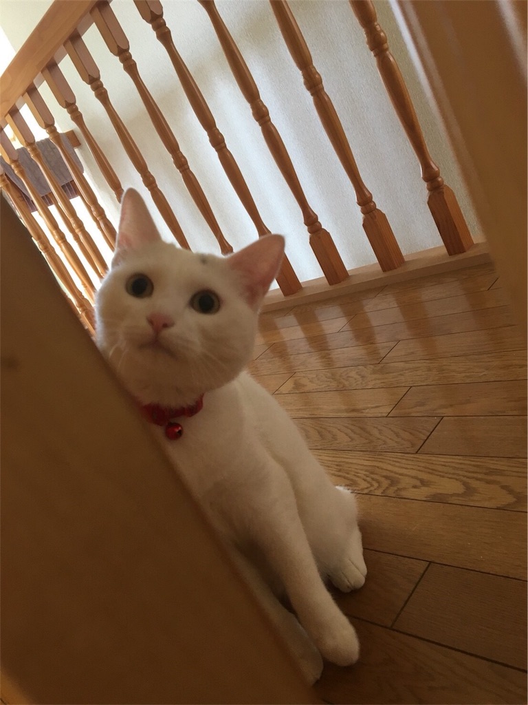 f:id:kazanehime:20180708143923j:image f:id:kazanehime:20180708143923j:image