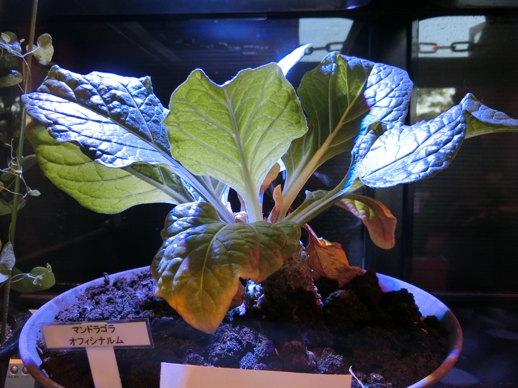 f:id:kazapari:20190126000915j:plain f:id:kazapari:20190126000915j:plain
