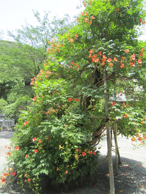 f:id:kaze-michi:20160707214351j:image:w300