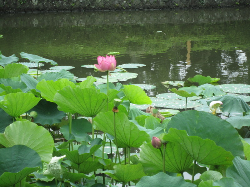 f:id:kaze-michi:20160721122622j:image:w360