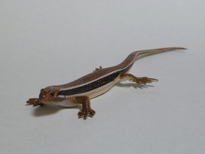 ♯Gti10FO ネイチャーMONO トカゲヤモリストラップマグネット16種