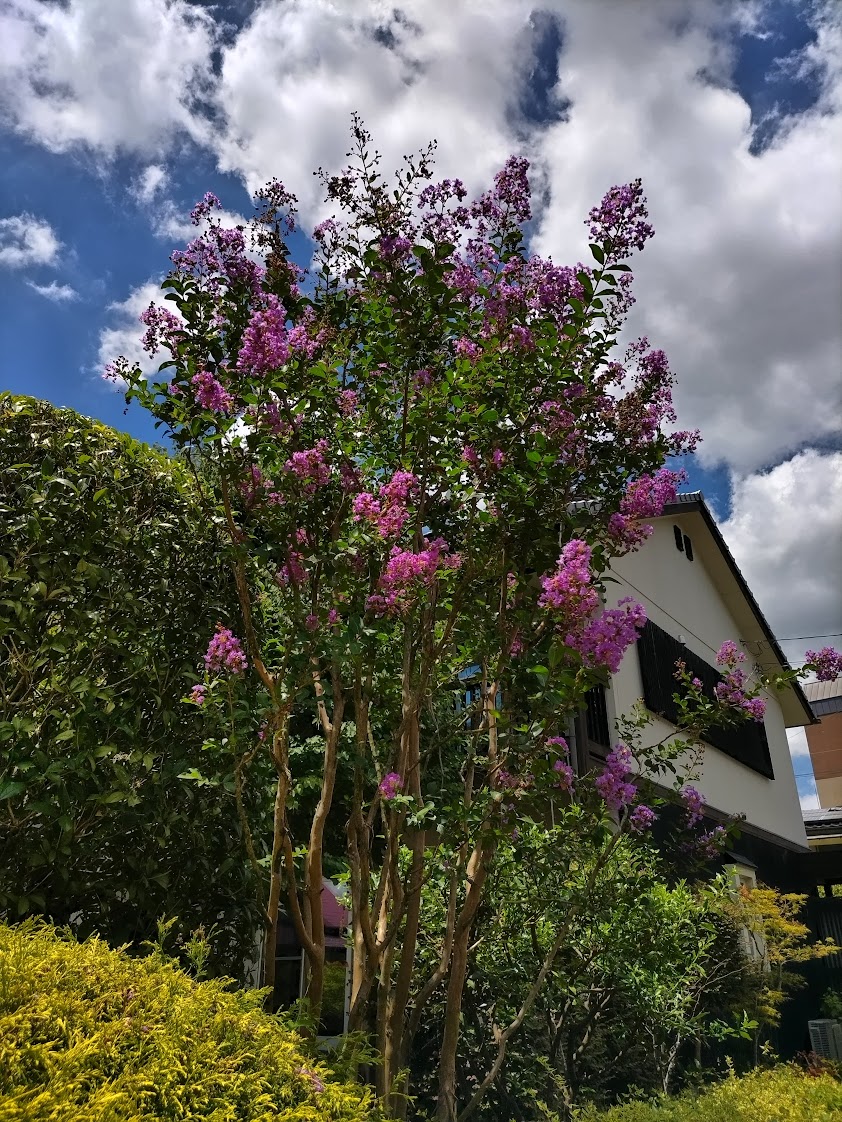 百日紅（サルスベリ） - 風に吹かれて