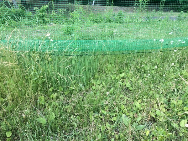f:id:kaze69r:20190603091457j:plain f:id:kaze69r:20190603091457j:plain