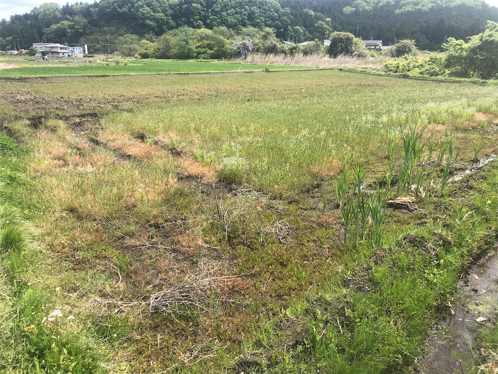 f:id:kaze69r:20210525125636j:image f:id:kaze69r:20210525125636j:image