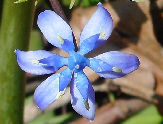 オオツルボ 星形の青い花 ちょっとだけ山気分