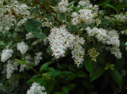 ネズミモチの花 ちょっとだけ山気分