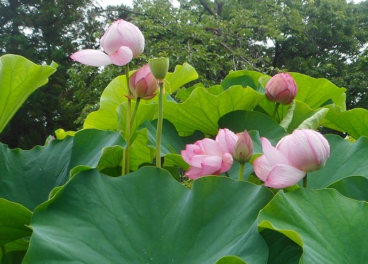 f:id:kaze_kaoru:20200715201541j:plain f:id:kaze_kaoru:20200715201541j:plain