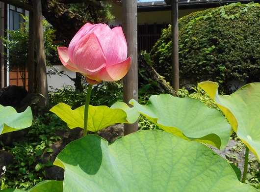 f:id:kaze_kaoru:20200719213838j:plain f:id:kaze_kaoru:20200719213838j:plain