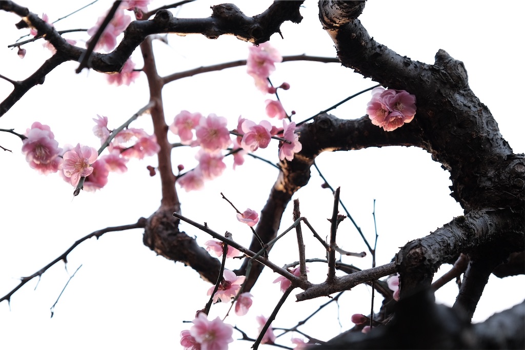 f:id:kazechannel:20210302203046j:image f:id:kazechannel:20210302203046j:image