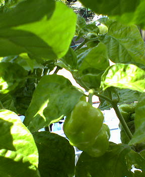 f:id:kazemidori:20050917115203j:image