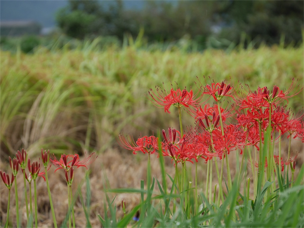 f:id:kazeno-uta:20160922203907j:image