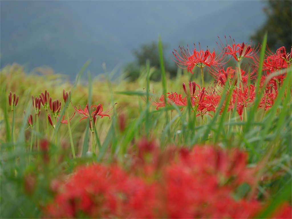 f:id:kazeno-uta:20160922203919j:image