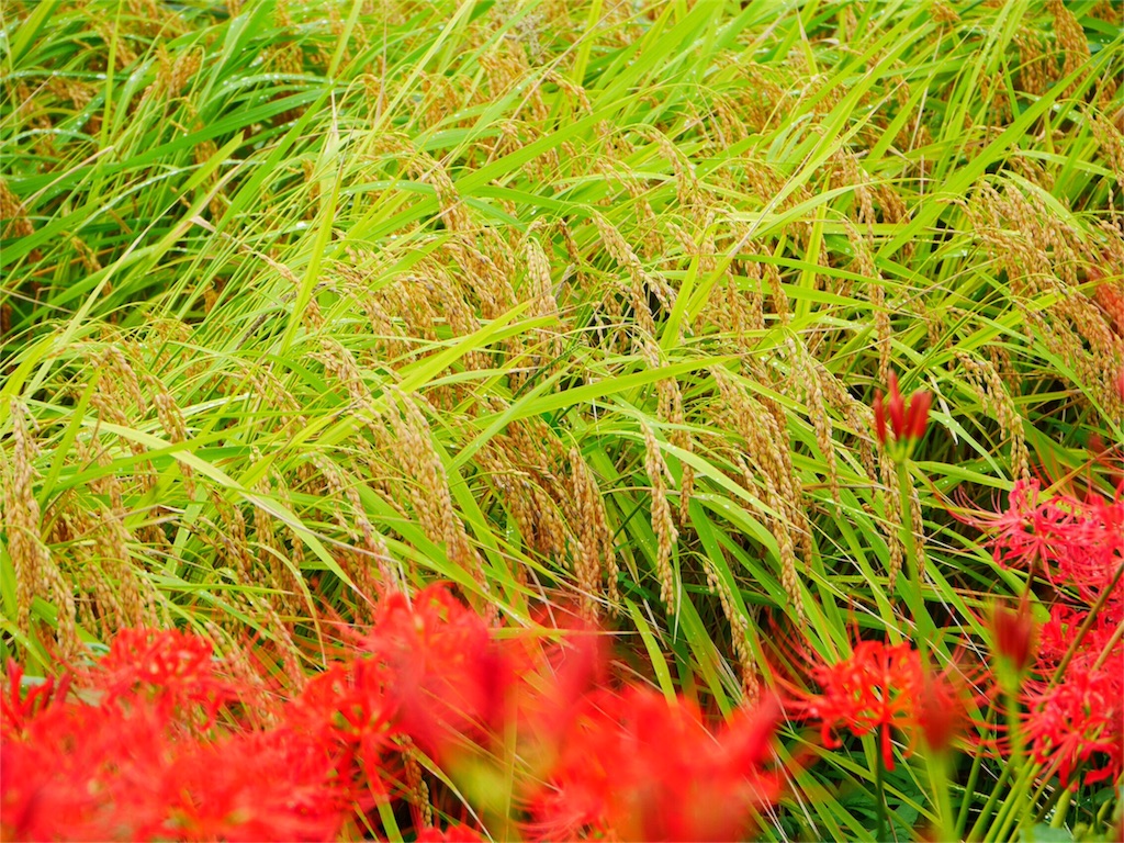 f:id:kazeno-uta:20160922203942j:image